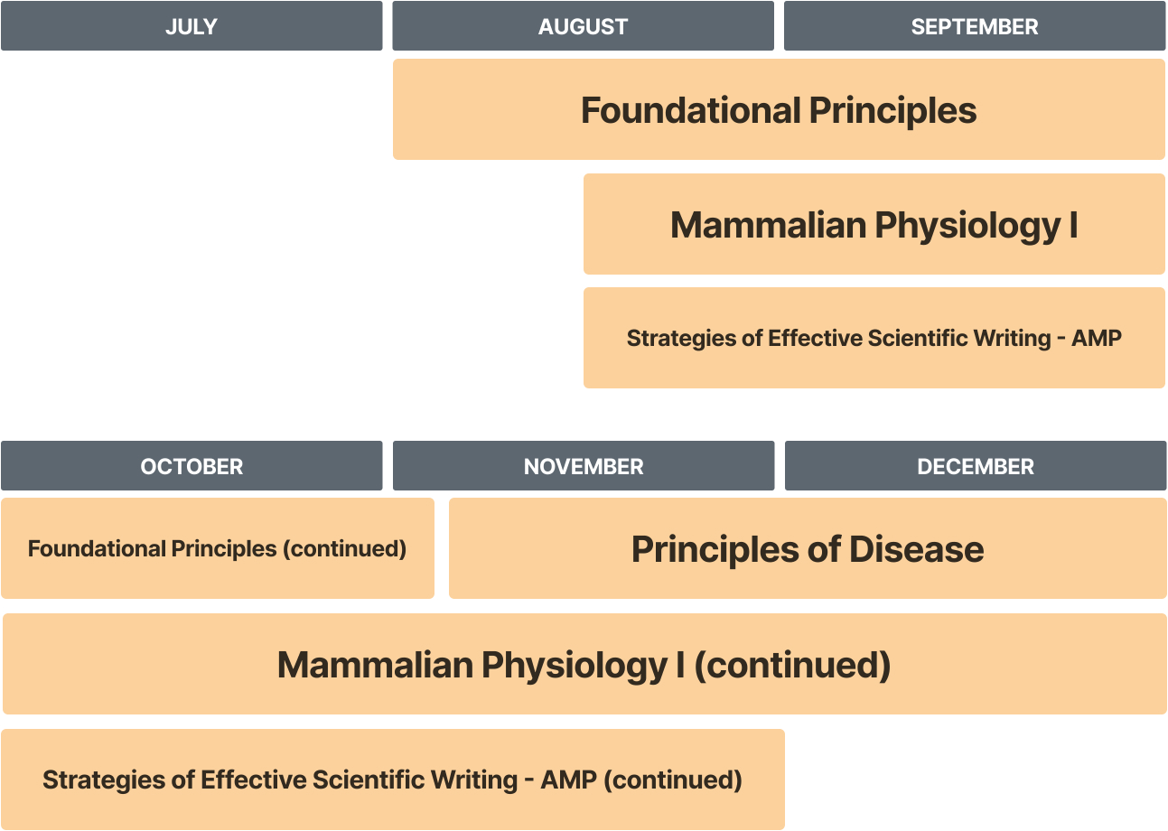 Accelerated iBMS curriculum overview schedule from July-December