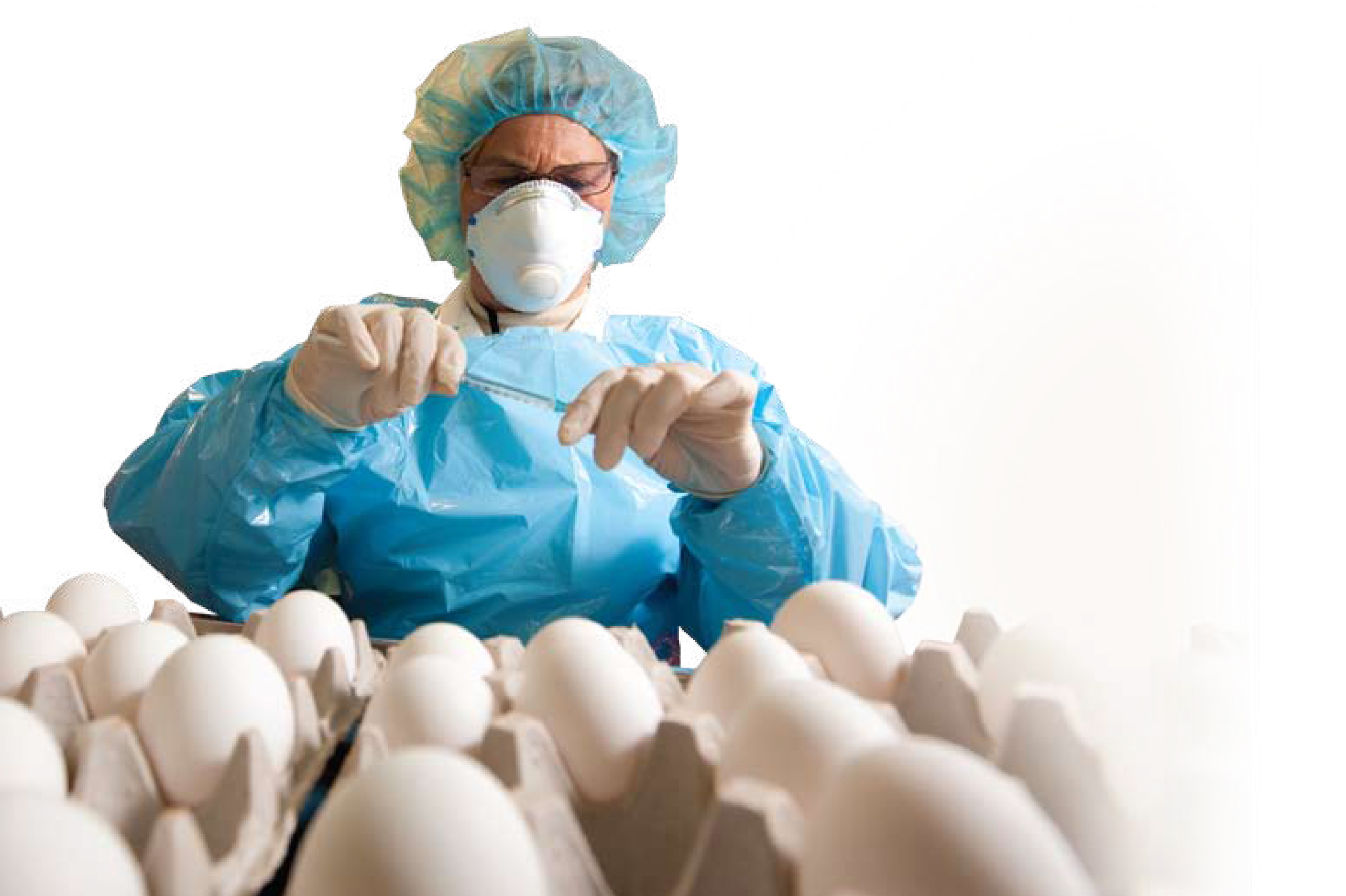 Scientist at NYMC working with chicken eggs to develop H1N1 vaccine